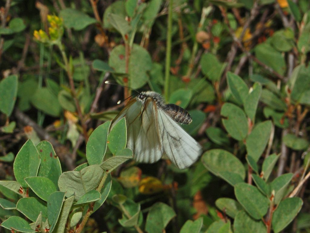 Galleria di insetti in volo